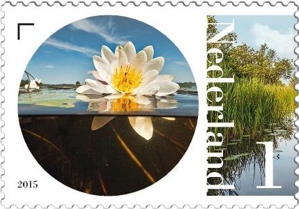 Water Lily