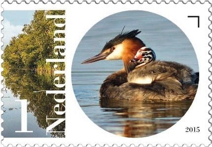 Stamp, Great Crested Grebe (Podiceps cristatus), Netherlands,  , Birds, Animals (Fauna)