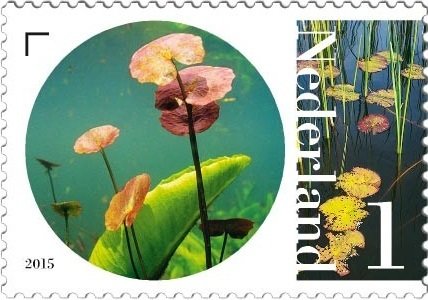 Stamp, Water Gentian, Netherlands,  