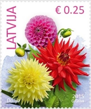 Dahlia