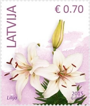 Lily