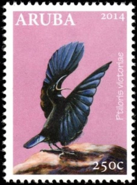 Victoria's Riflebird (Ptiloris victoriae)