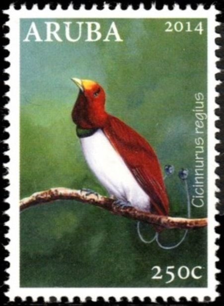 King Bird-of-paradise (Cicinnurus regius)