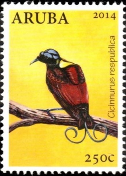 Wilson's Bird-of-paradise (Cicinnurus respublica)