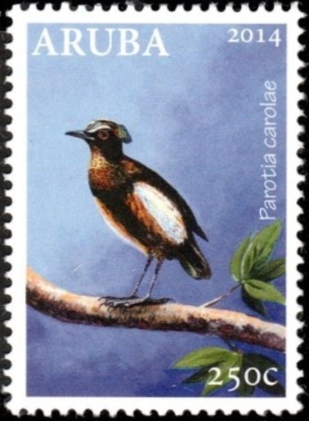 Queen Carole's Parotia (Parotia carolae)