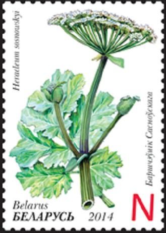 Sosnowskyi’s hogweed (Heraсleum sosnowskyi)
