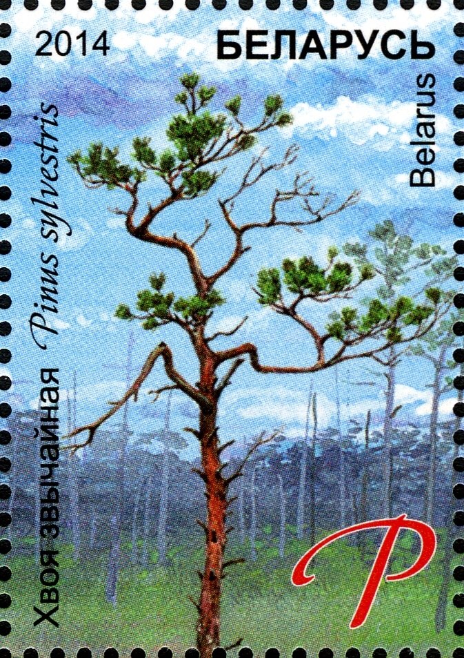 Common Pine - Pinus sylvestris