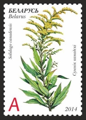 Canadian goldenrod (Solidago сanadensis)