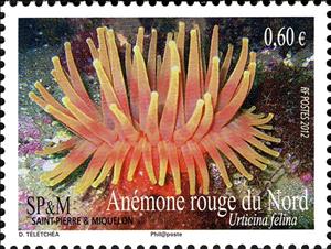 Stamp, Dahlia Anemone (Urticina felina), Saint Pierre and Miquelon,  , Sea Life