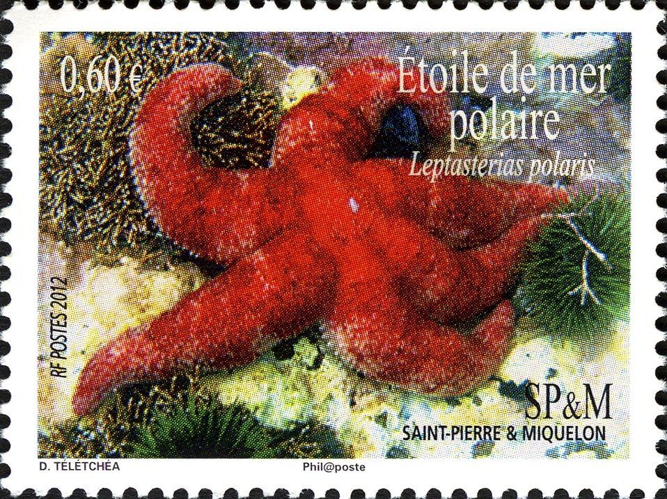 Polar six-rayed star (Leptasterias polaris)