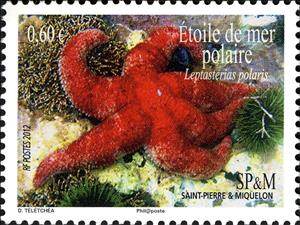 Stamp, Polar six-rayed star (Leptasterias polaris), Saint Pierre and Miquelon,  , Sea Life