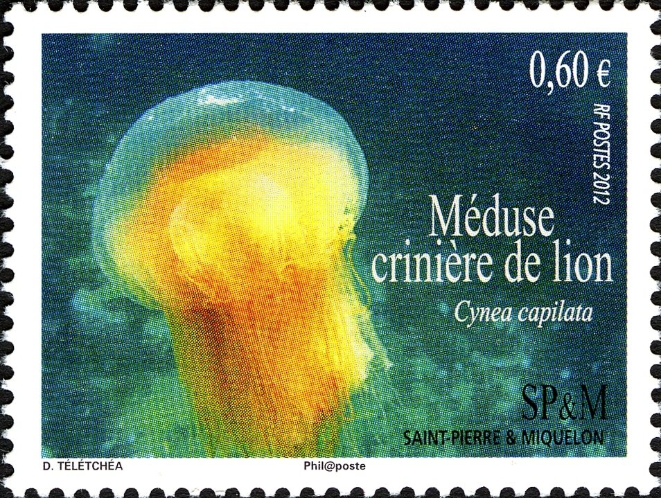Lion's mane jellyfish (Cyanea capillata)