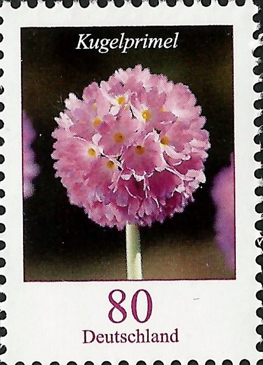 Drumstick primrose (Primula denticulata)