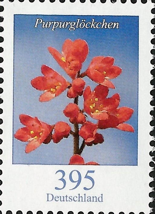 Heuchera (Heuchera sp.)