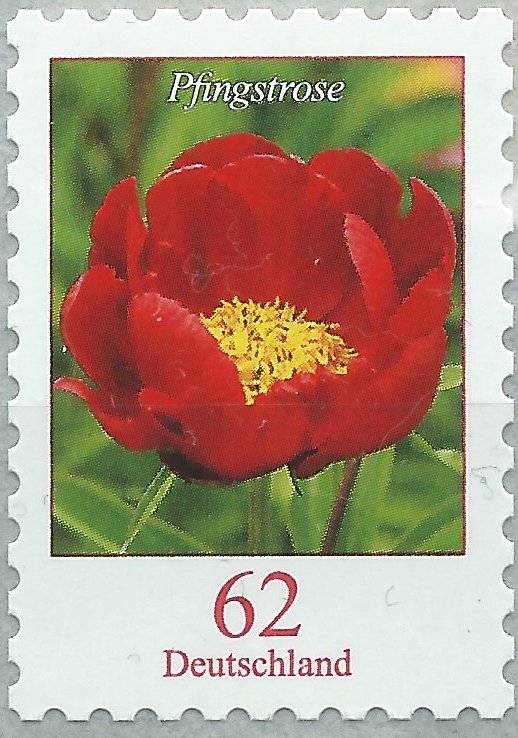 Peony (Paeonia sp.)
