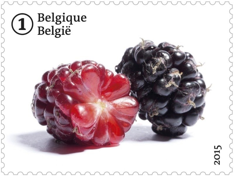 Forgotten fruit: Black Mulberry