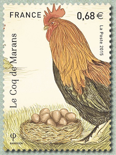 The rooster of Marans