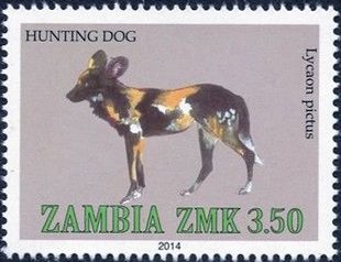 African Hunting Dog (Lycaon pictus)