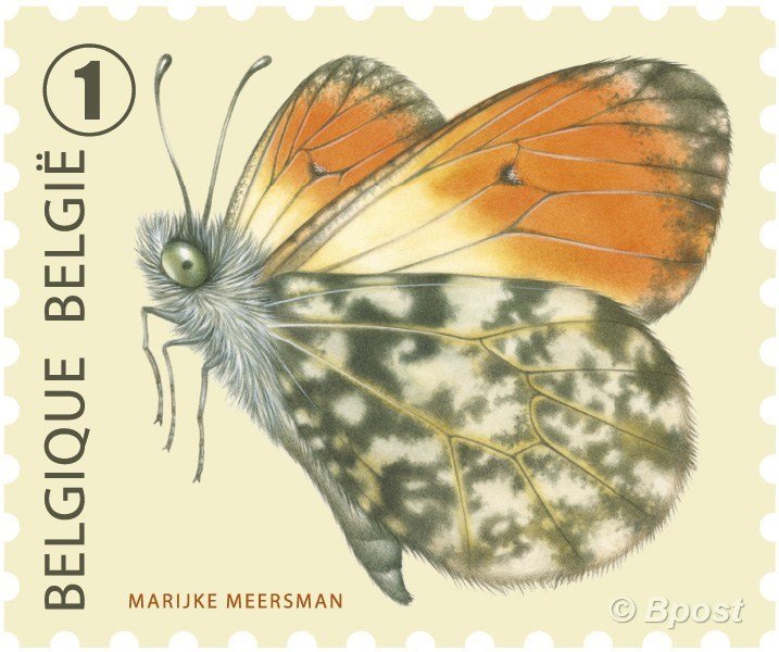 Orange Tip (Anthocharis cardamines)