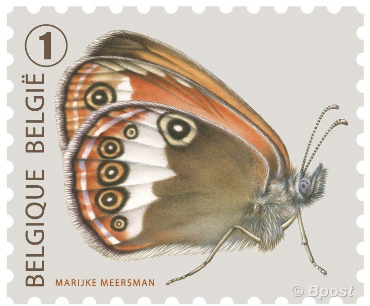 Pearl Heath Butterfly (Coenonympha arcania) 