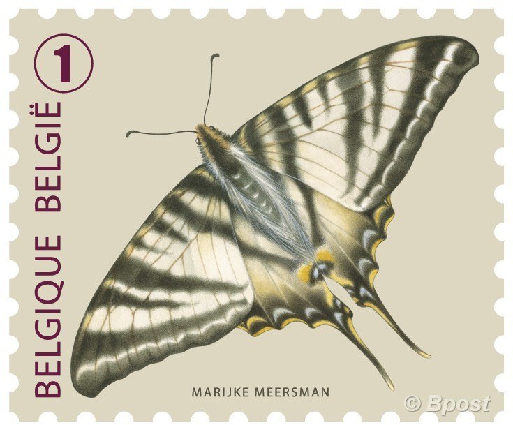 Scarce Swallowtail (Iphiclides podalirius)