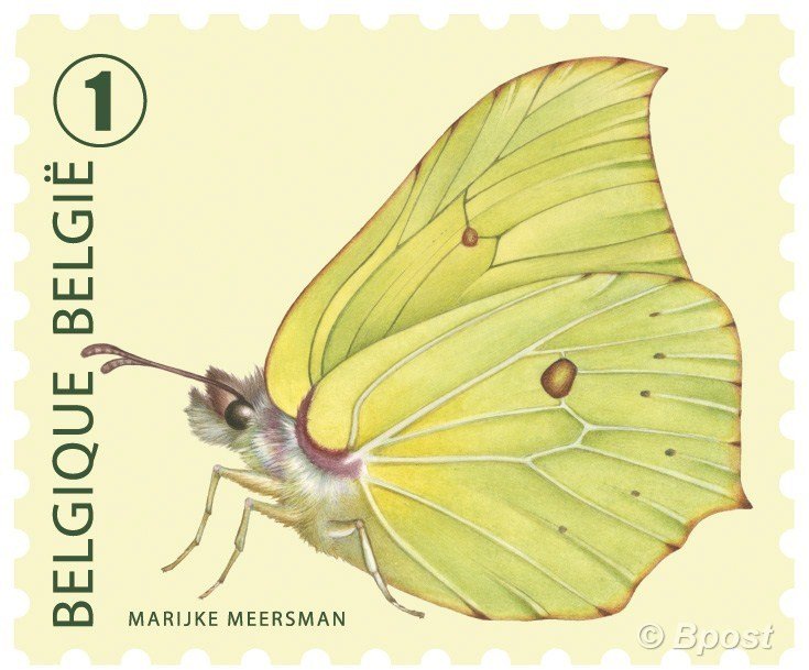 Common Brimstone (Gonepteryx rhamni)