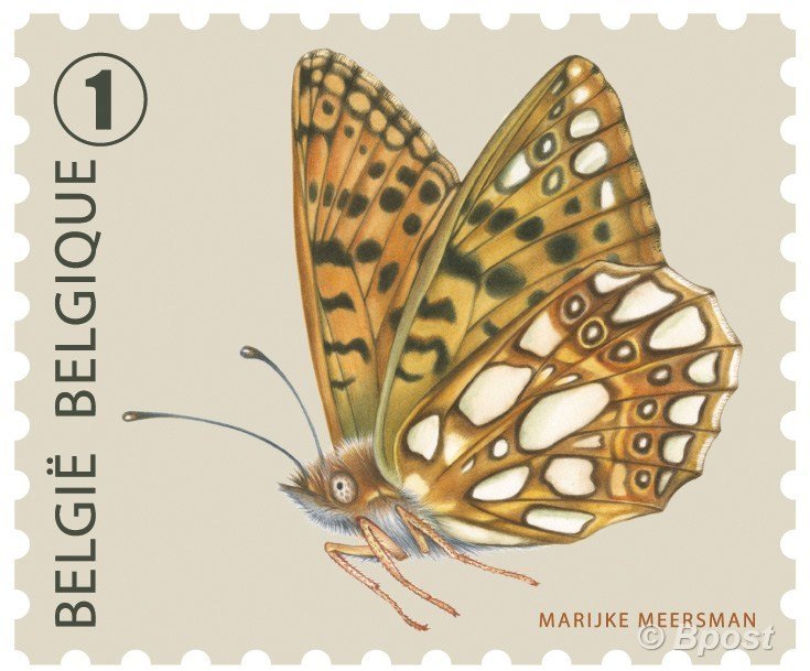 Queen of Spain Fritillary (Issoria lathonia)