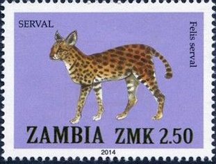 Serval (Leptailurus serval)