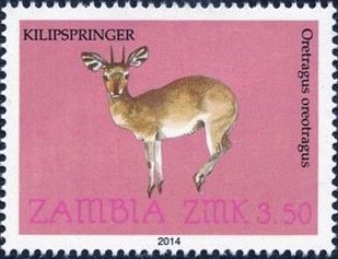Klipspringer (Oreotragus oreotragus)
