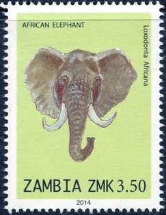 African Elephant (Loxodonta africana)