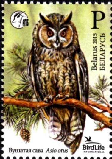 Long-eared Owl (Asio otus)