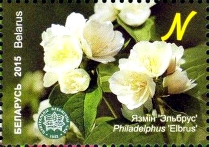 Philadelphus 'Elbrus'