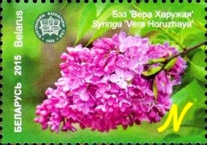 Syringa 'Vera Khoruzhaya'