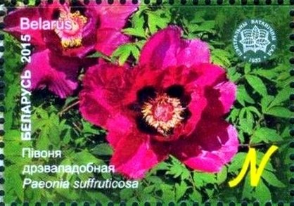Paeonia suffruticosa
