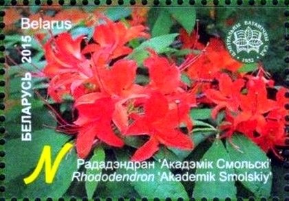 Rhododendron 'Academic Smolskiy'