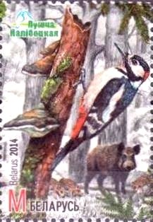 Great Spotted Woodpecker (Dendrocopos major), Wild Boar (Sus