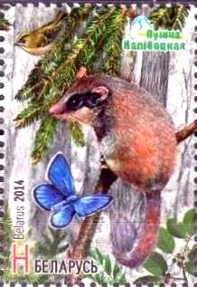 Garden Dormouse (Eliomys quercinus), Goldcrest (Regulus regu