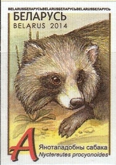 Raccoon Dog (Nyctereutes procyonoides)