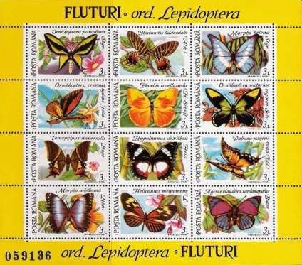 Butterflies
