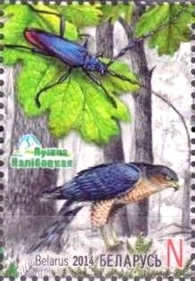Longhorn Beetle (Cerambycidae), Peregrine Falcon (Falco pere