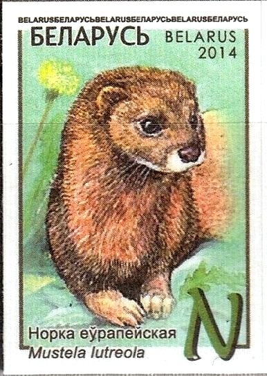 European Mink (Lutreola lutreola)