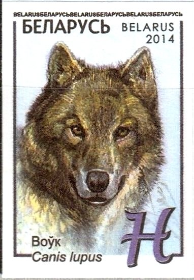 Wolf (Canis lupus)