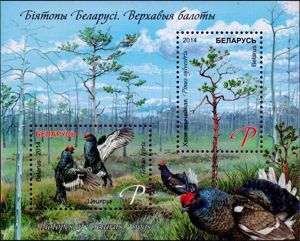 Black Grouse (Tetrao tetrix), Scots Pine (Pinus sylvestris)