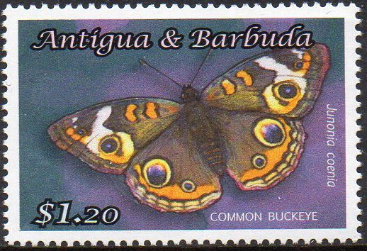 Common Buckeye (Junonia coenia)