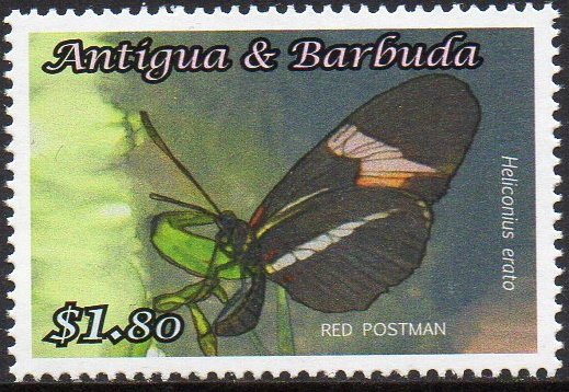 Red Postman (Heliconius erato)