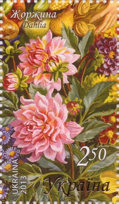 Dahlia