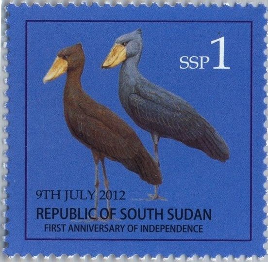 Shoebill (Balaeniceps rex)