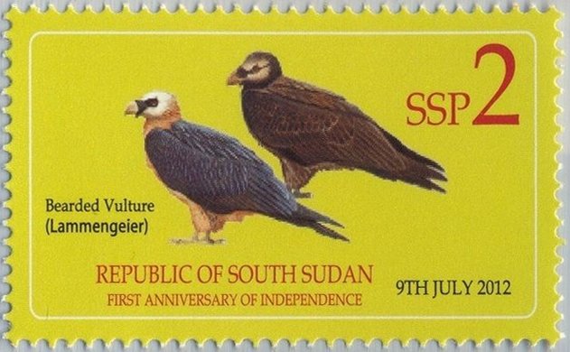 Bearded Vulture (Gypaetus barbatus)