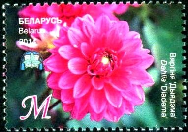 Dahlia 'Diadema'
