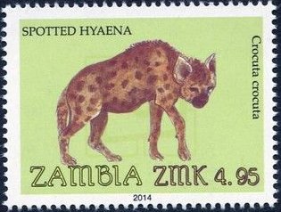 Spotted Hyena (Crocuta crocuta)